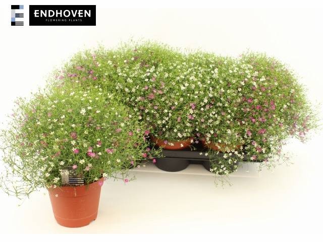 <h4>GYPS MURALIS GEM POT</h4>