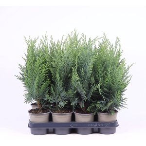 Chamaecyparis lawsoniana 'Columnaris'