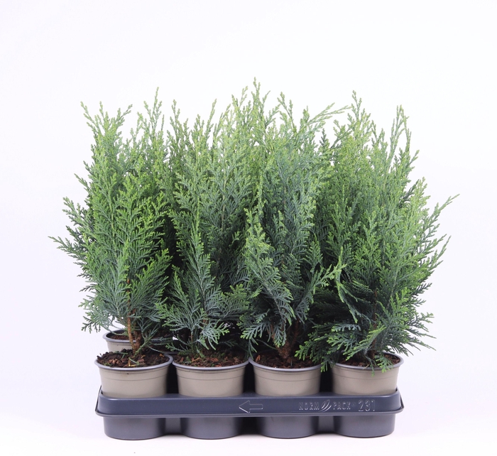<h4>Chamaecyparis lawsoniana 'Columnaris'</h4>