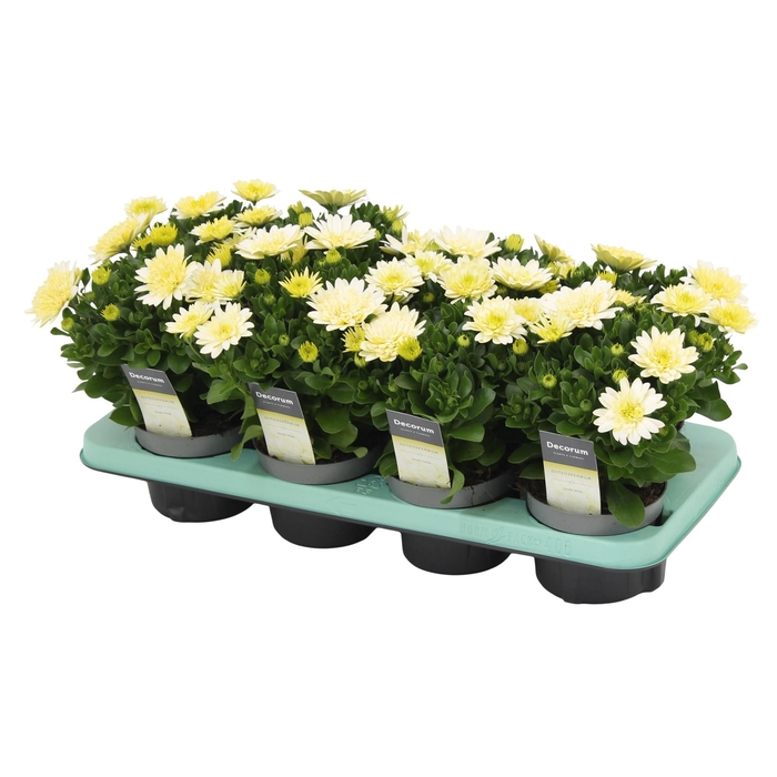 <h4>Osteospermum Enrico Decorum</h4>