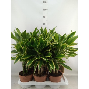 Dracaena frag. 'Golden Coast'