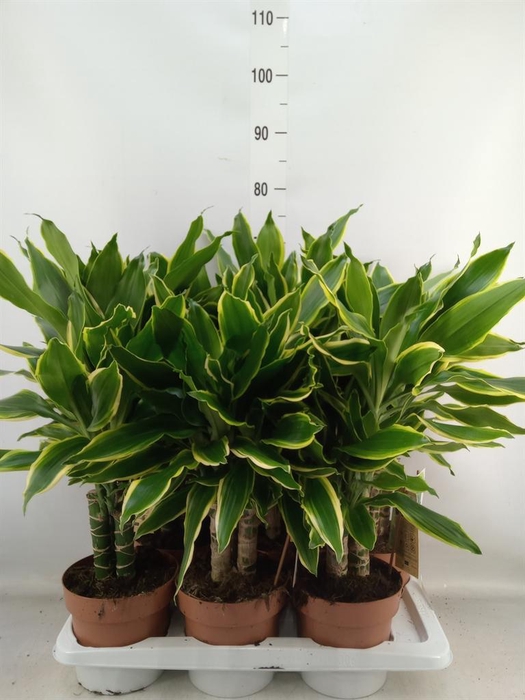 <h4>Dracaena frag. 'Golden Coast'</h4>