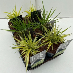 Hakonechloa mix in tray