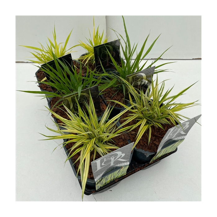 <h4>Hakonechloa mix in tray</h4>