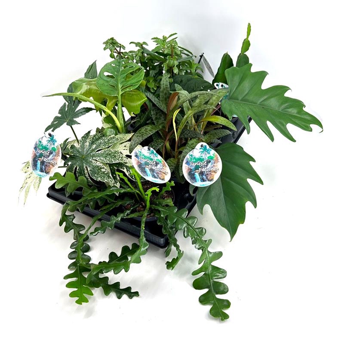 <h4>'JUNGLE' Mix (various plants)</h4>