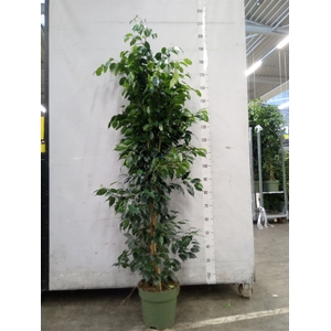 Ficus benja. 'Danielle'