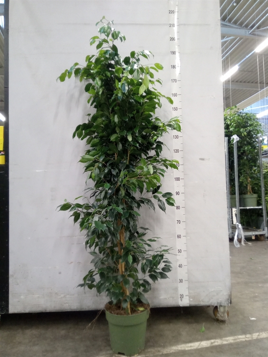 <h4>Ficus benja. 'Danielle'</h4>