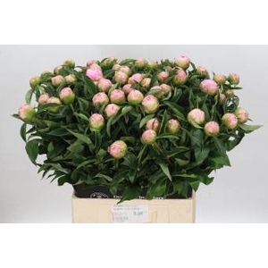 Paeonia Catharina Fontijn