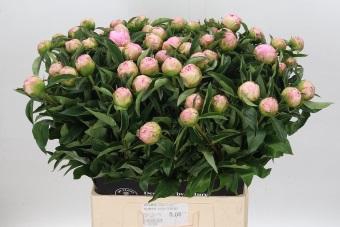Paeonia Catharina Fontijn