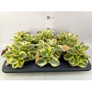Peperomia obt. 'Obtipan Bicolor'