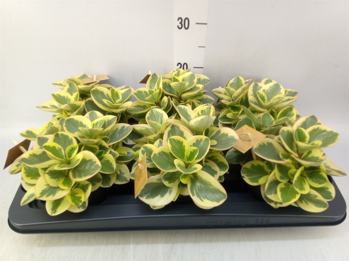 <h4>Peperomia obt. 'Obtipan Bicolor'</h4>