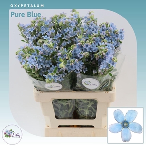 Oxypetalum Tanioka Pure Blue