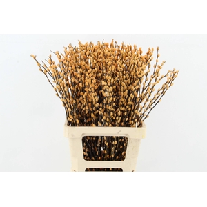Salix Snowflake 70cm Apricot