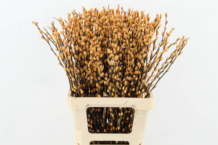 <h4>Salix Snowflake 70cm Apricot</h4>
