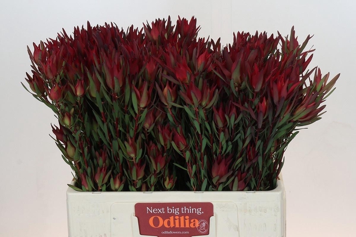 <h4>LEUCAD SAL BLUSH</h4>