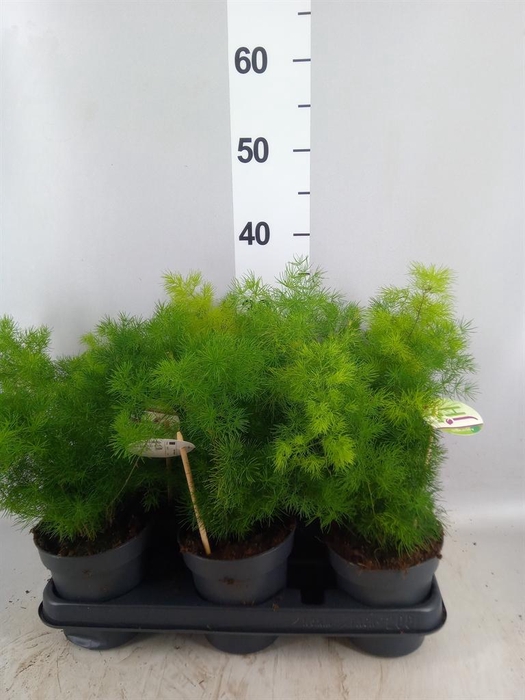 <h4>Asparagus umbellatus</h4>
