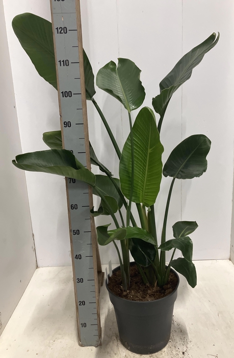 <h4>STRELITZIA NICOLAI</h4>