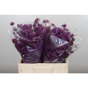 Callicarpa Bodinieri Profusion