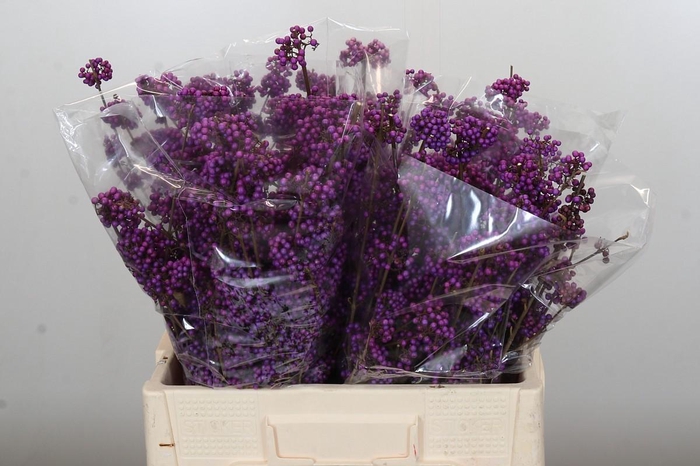 Callicarpa Bodinieri Profusion