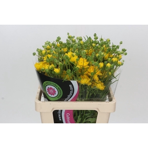 Ranunculus Natura Moderna Proxima