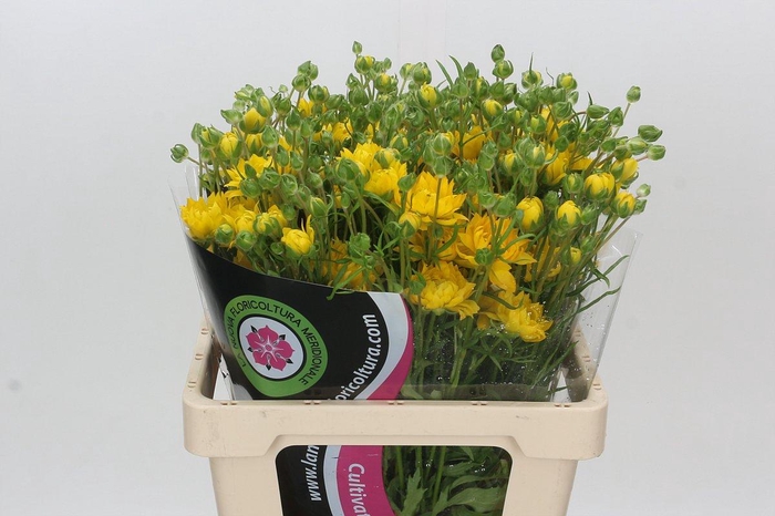 <h4>Ranunculus Natura Moderna Proxima</h4>