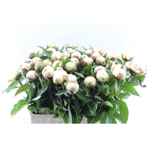 Paeonia L Elsa Sass