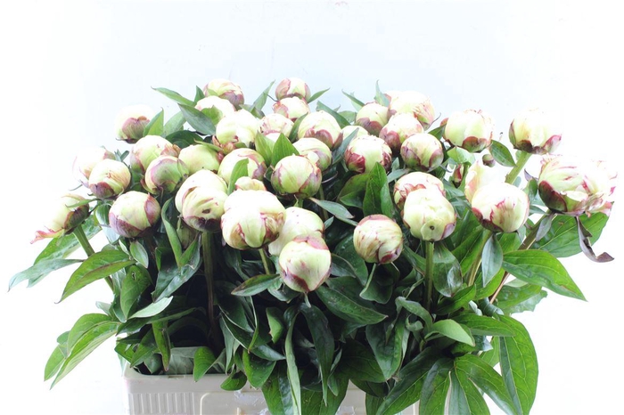 <h4>Paeonia L Elsa Sass</h4>
