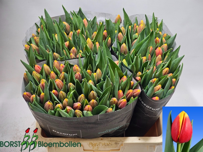 <h4>TU EN RAMBO</h4>