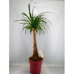 Beaucarnea recurvata