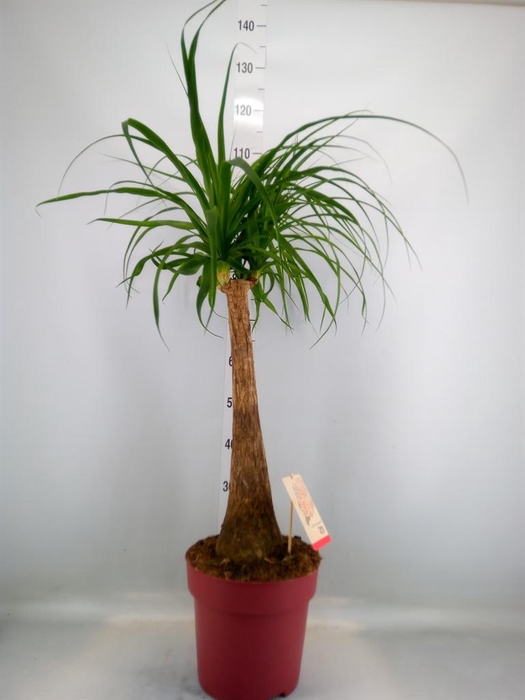 <h4>Beaucarnea recurvata</h4>