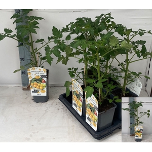 TOMATENPLANTEN