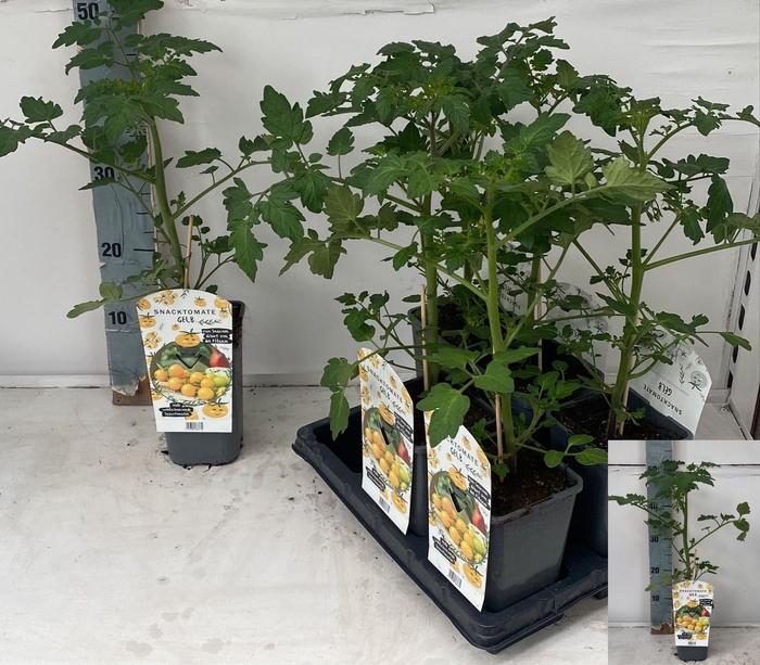 <h4>TOMATENPLANTEN</h4>