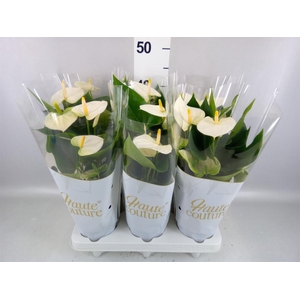 Anthurium andr. 'Cocos'