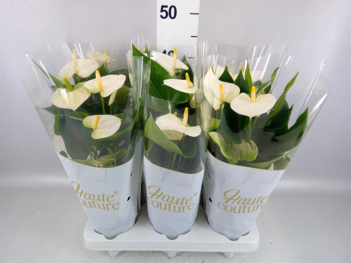 <h4>Anthurium andr. 'Cocos'</h4>