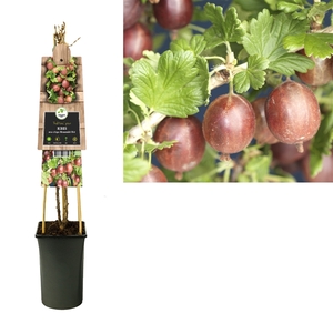 Ribes uva-crispa Hinnomäki Röd +3.0 label