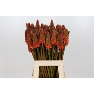Kniphofia Alcazar