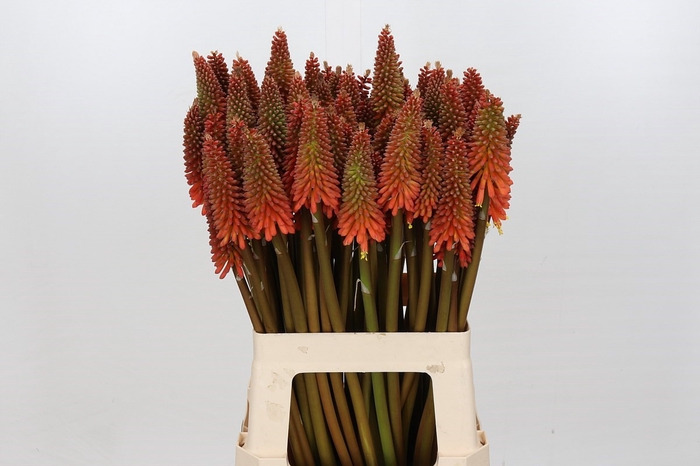 Kniphofia Alcazar