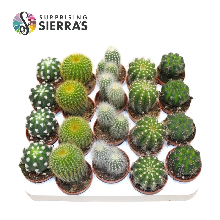 <h4>CACTUS GEM</h4>