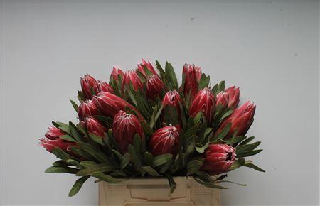 <h4>Protea Lieben Cherry</h4>
