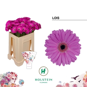 GERBERA MI 'LOIS'