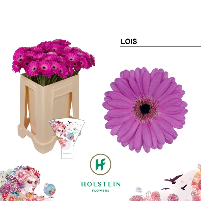 <h4>GERBERA MI 'LOIS'</h4>