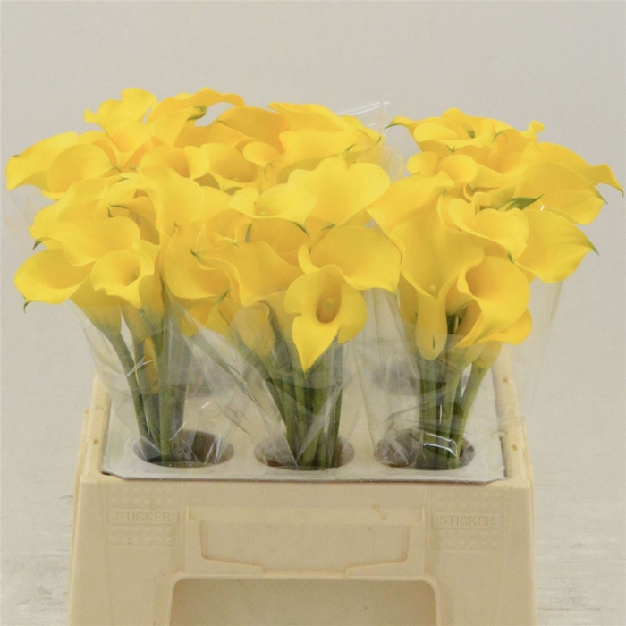 <h4>Calla Gold Medal</h4>
