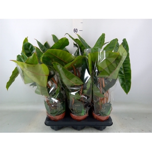 Philodendron billietiae