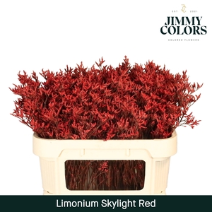 Limonium Skylight L70 Red