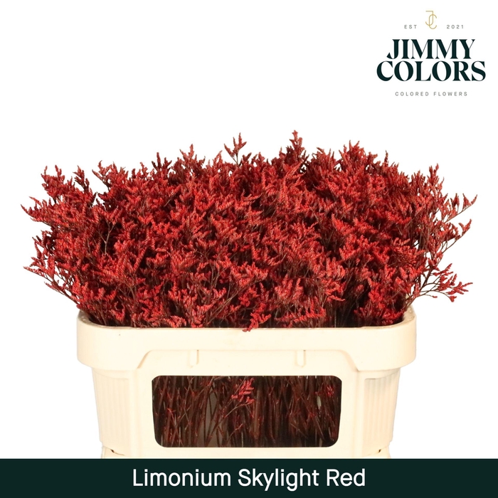<h4>Limonium Skylight L70 Red</h4>