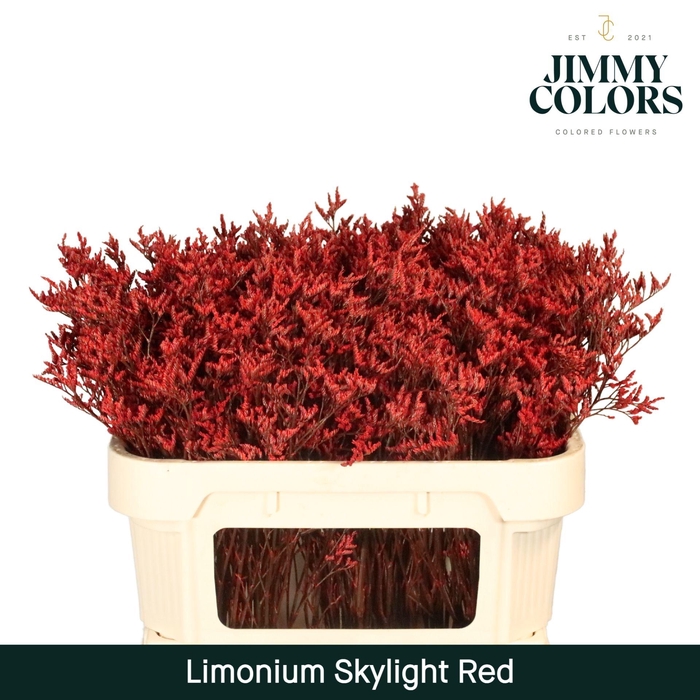 <h4>Limonium Skylight L70 Red</h4>