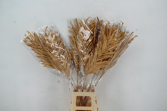 <h4>Stick Fire leaf light brown</h4>