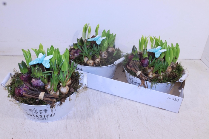 <h4>ARR BOL KNOLGEWAS</h4>