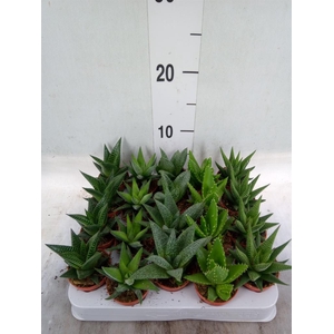 Aloe   ...mix