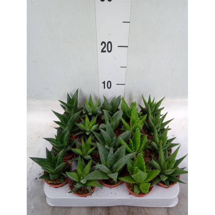 <h4>Aloe   ...mix</h4>